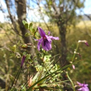 Arthropodium fimbriatum at Kambah, ACT - 22 Dec 2020