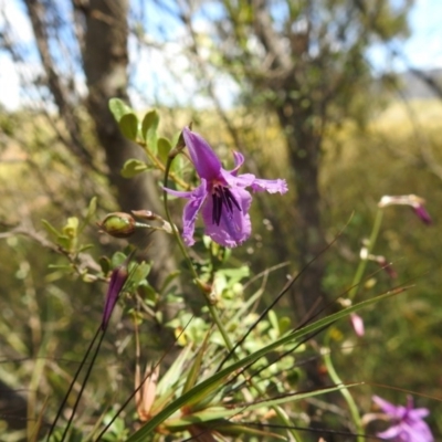 Arthropodium fimbriatum (Nodding Chocolate Lily) at Kambah, ACT - 22 Dec 2020 by HelenCross