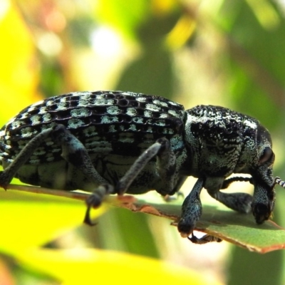 Chrysolopus spectabilis (Botany Bay Weevil) at Lions Youth Haven - Westwood Farm A.C.T. - 22 Dec 2020 by HelenCross
