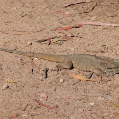 Pogona barbata (Eastern Bearded Dragon) at Hughes, ACT - 22 Dec 2020 by JackyF