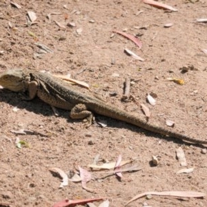 Pogona barbata at Hughes, ACT - suppressed