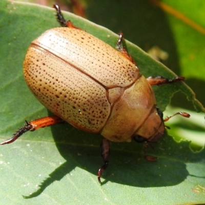 Anoplognathus pallidicollis (Cashew beetle) at Tuggeranong, ACT - 22 Dec 2020 by HelenCross