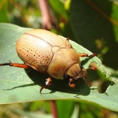 Anoplognathus pallidicollis at Tuggeranong, ACT - suppressed