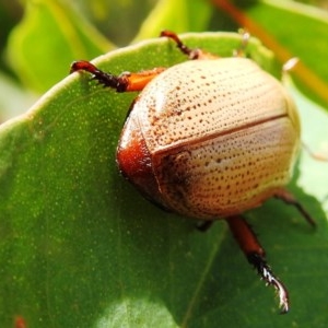 Anoplognathus pallidicollis at Tuggeranong, ACT - suppressed