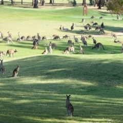 Macropus giganteus (Eastern Grey Kangaroo) at Federal Golf Course - 22 Dec 2020 by JackyF