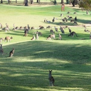 Macropus giganteus at Hughes, ACT - 22 Dec 2020 05:15 PM