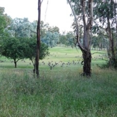 Macropus giganteus at Hughes, ACT - 22 Dec 2020 05:15 PM