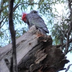 Callocephalon fimbriatum (Gang-gang Cockatoo) at Federal Golf Course - 22 Dec 2020 by JackyF