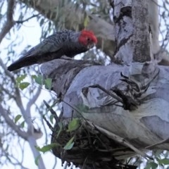 Callocephalon fimbriatum at Hughes, ACT - suppressed