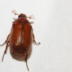 Rhopaea sp. (genus) (Pasture scarab) at Kambah, ACT - 19 Dec 2020 by HelenCross