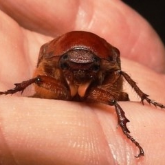 Rhopaea sp. (genus) at Kambah, ACT - suppressed