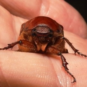 Rhopaea sp. (genus) at Kambah, ACT - suppressed