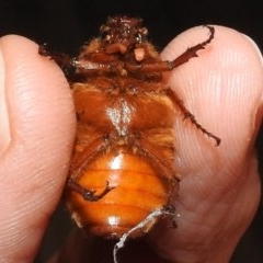 Rhopaea sp. (genus) at Kambah, ACT - suppressed