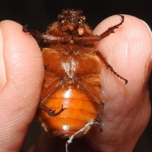 Rhopaea sp. (genus) at Kambah, ACT - suppressed