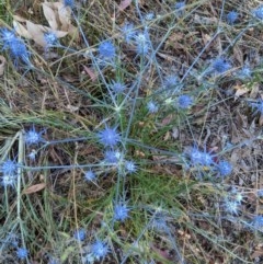 Eryngium ovinum (Blue Devil) at Hughes, ACT - 22 Dec 2020 by JackyF