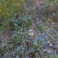 Eryngium ovinum at Hughes, ACT - 22 Dec 2020