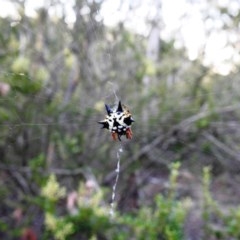 Austracantha minax (Christmas Spider, Jewel Spider) at Kambah, ACT - 20 Dec 2020 by HelenCross