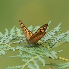 Heteronympha merope (Common Brown Butterfly) at Tidbinbilla Nature Reserve - 21 Dec 2020 by RodDeb