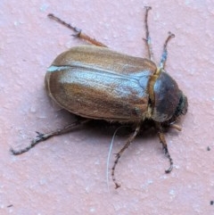 Antitrogus morbillosus (Tableland pasture scarab) at Hughes, ACT - 21 Dec 2020 by JackyF