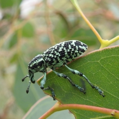 Chrysolopus spectabilis (Botany Bay Weevil) at Kambah, ACT - 21 Dec 2020 by HelenCross