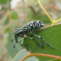 Chrysolopus spectabilis (Botany Bay Weevil) at Kambah, ACT - 21 Dec 2020 by HelenCross