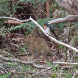 Oryctolagus cuniculus at Paddys River, ACT - 21 Dec 2020 01:40 PM