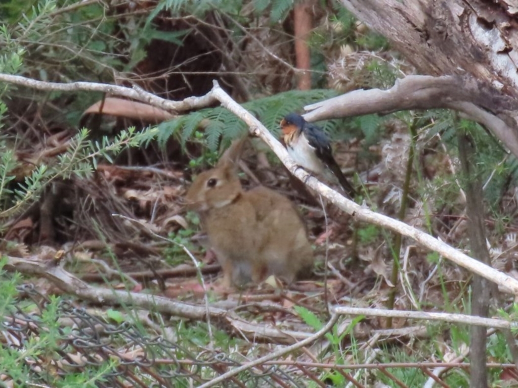 Oryctolagus cuniculus at Paddys River, ACT - 21 Dec 2020