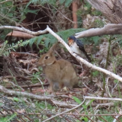 Oryctolagus cuniculus (European Rabbit) at Paddys River, ACT - 21 Dec 2020 by RodDeb