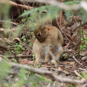 Oryctolagus cuniculus at Paddys River, ACT - 21 Dec 2020