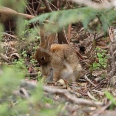 Oryctolagus cuniculus at Paddys River, ACT - 21 Dec 2020