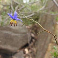 Dianella revoluta var. revoluta (Black-Anther Flax Lily) at Bullen Range - 21 Dec 2020 by HelenCross