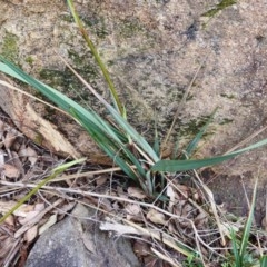 Dianella revoluta var. revoluta at Kambah, ACT - 21 Dec 2020 01:17 PM