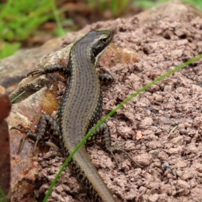 Eulamprus heatwolei (Yellow-bellied Water Skink) at Tidbinbilla Nature Reserve - 21 Dec 2020 by RodDeb