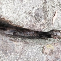 Tiliqua scincoides scincoides (Eastern Blue-tongue) at Bullen Range - 21 Dec 2020 by HelenCross