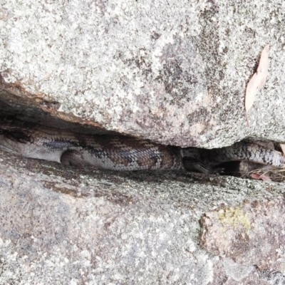 Tiliqua scincoides scincoides (Eastern Blue-tongue) at Kambah, ACT - 21 Dec 2020 by HelenCross