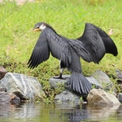 Microcarbo melanoleucos (Little Pied Cormorant) at Paddys River, ACT - 21 Dec 2020 by RodDeb