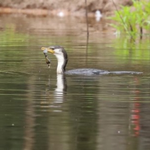 Microcarbo melanoleucos at Paddys River, ACT - 21 Dec 2020