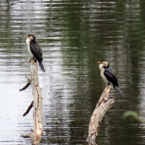 Microcarbo melanoleucos at Paddys River, ACT - 21 Dec 2020