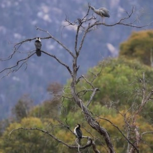 Microcarbo melanoleucos at Paddys River, ACT - 21 Dec 2020