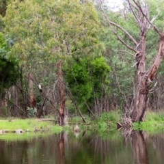 Microcarbo melanoleucos at Paddys River, ACT - 21 Dec 2020