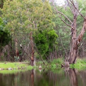 Microcarbo melanoleucos at Paddys River, ACT - 21 Dec 2020