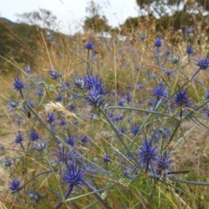 Eryngium ovinum at Kambah, ACT - 21 Dec 2020