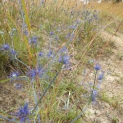 Eryngium ovinum at Kambah, ACT - 21 Dec 2020