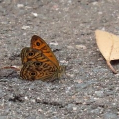 Geitoneura acantha (Ringed Xenica) at Tidbinbilla Nature Reserve - 21 Dec 2020 by RodDeb