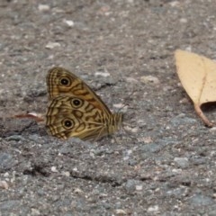 Geitoneura acantha at Paddys River, ACT - 21 Dec 2020 02:41 PM