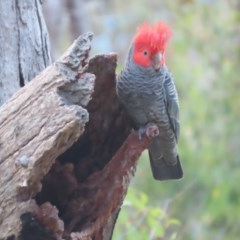 Callocephalon fimbriatum (Gang-gang Cockatoo) at GG84 - 22 Dec 2020 by roymcd