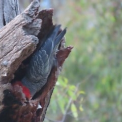 Callocephalon fimbriatum at Garran, ACT - suppressed