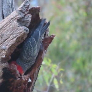 Callocephalon fimbriatum at Garran, ACT - 22 Dec 2020