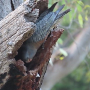 Callocephalon fimbriatum at Garran, ACT - 22 Dec 2020