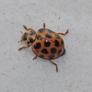 Harmonia conformis at Paddys River, ACT - 21 Dec 2020